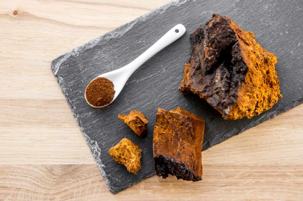 Chaga Pilz